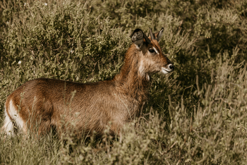 Elewana Serengeti Pioneer Camp: Wasserbock