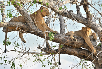 Gorongosa Safaris: Löwinnen