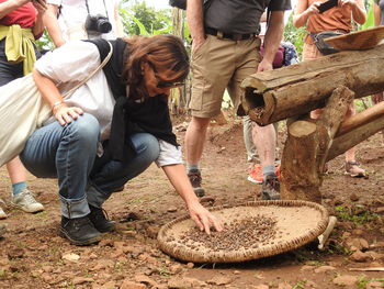 Haven Lodge: Kaffeeproduktion