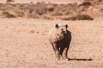 Hoanib Elephant Camp: Nashorn