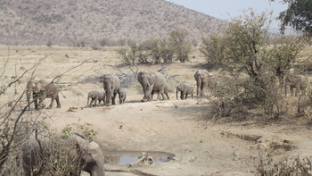 Hobatere Lodge: Elefanten im Anzug
