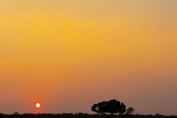 Jamala Madikwe: Akazienbaum vor lebendigem Sonnenaufgang
