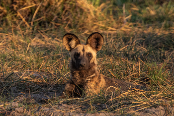 Karangoma Camp: Wildhund