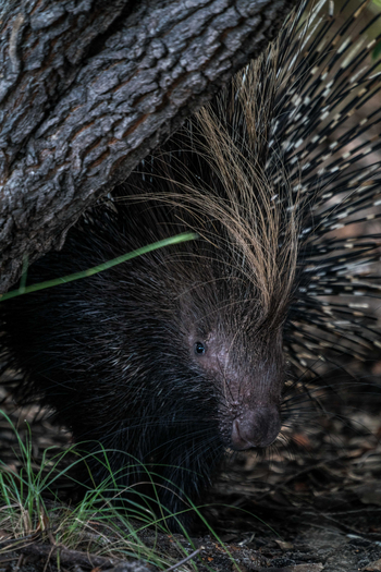 King Lewanika Lodge: Stachelschweine