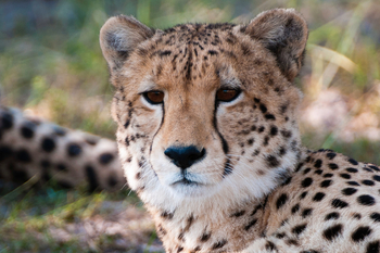 King's Pool Camp King's Pool Camp: Gepard