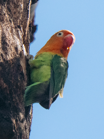 Kisima Ngeda Camp: Rosenköpfchen