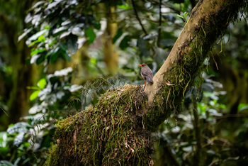 Koroi Forest Camp: Rotschnabelbülbül