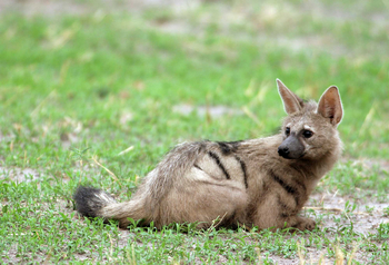 Machaba Camp: Aardwolf
