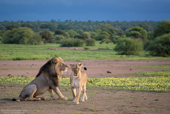 Mashatu Game Reserve: Löwenpärchen