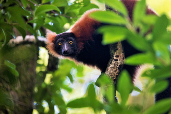 Masoala Forest Lodge: Neugieriger, roter Vari