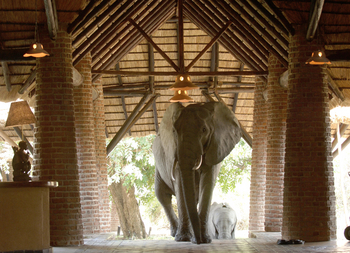 Mfuwe Lodge: Elefanten in der Lobby