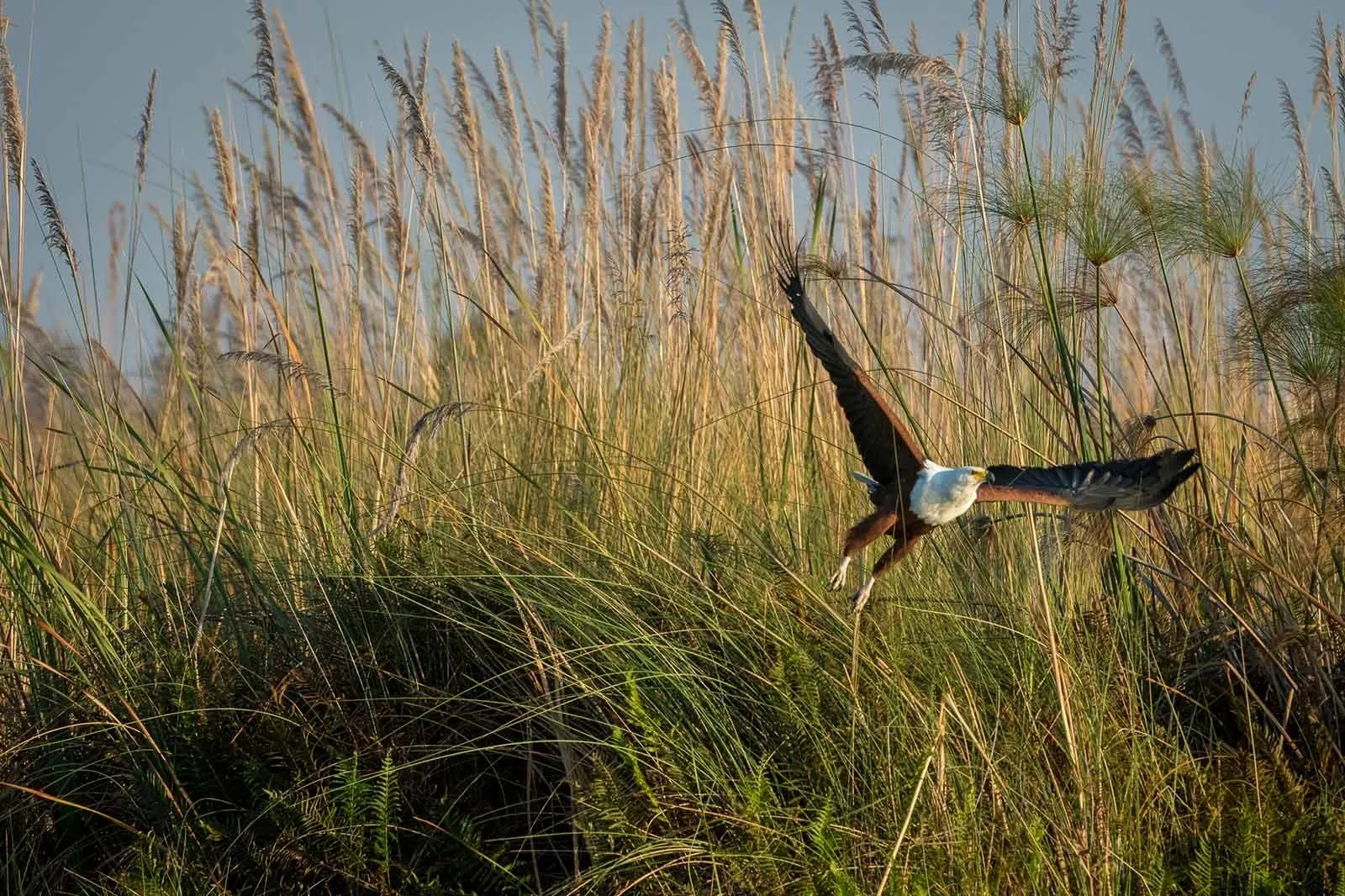 Mogogelo Camp Mogogelo Camp: Fischadler