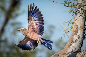 Mogogelo Camp Mogogelo Camp: Lilac-breasted Roller