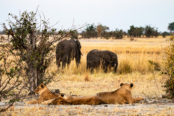 Muddy Teak Camp: Drei Löwen und Elefanten im Hintergrund