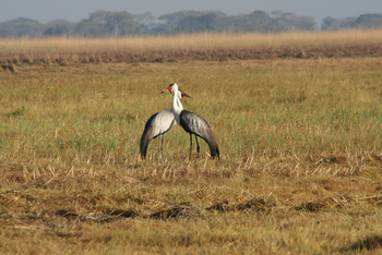 Mukambi Fig Tree Bush Camp: Klunkerkraniche