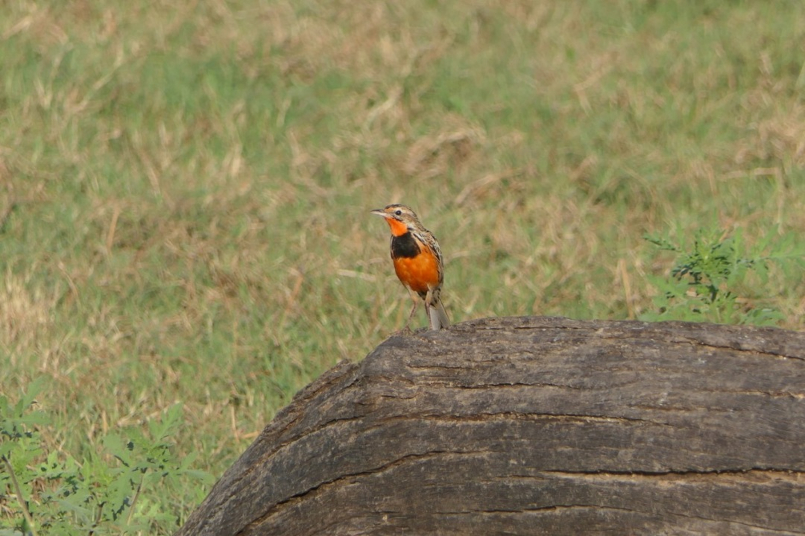 Nanzhila Lake Camp Nanzhila Lake Camp: Rosy-throated Longclaw