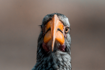 Nxai Pan Camp: Gelbschnabeltoko