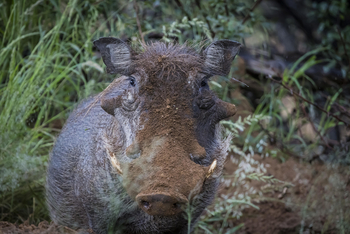 Ohorongo: Warzenschwein