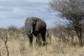Olkeri Camp: Elefantenbulle