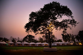 Om Vilas: Beleuchteter Baum auf dem Rasen