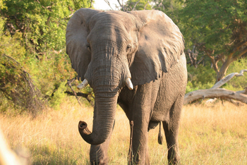 Pom Pom Camp: Elefant