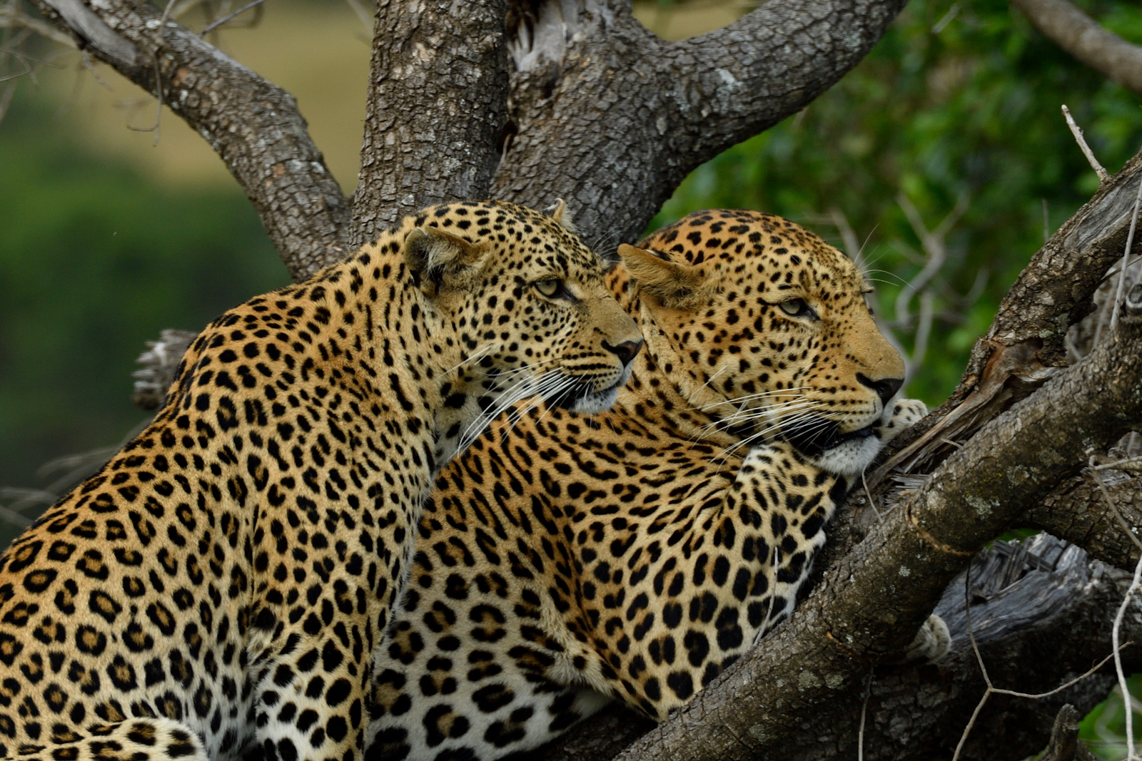 Saruni Mara Camp Saruni Mara Camp: Leoparden
