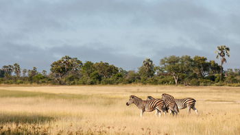 Seba Camp: Zebras im Gras