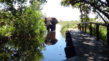 Shinde Lodge Shinde Lodge: Elefant am Anlegesteg