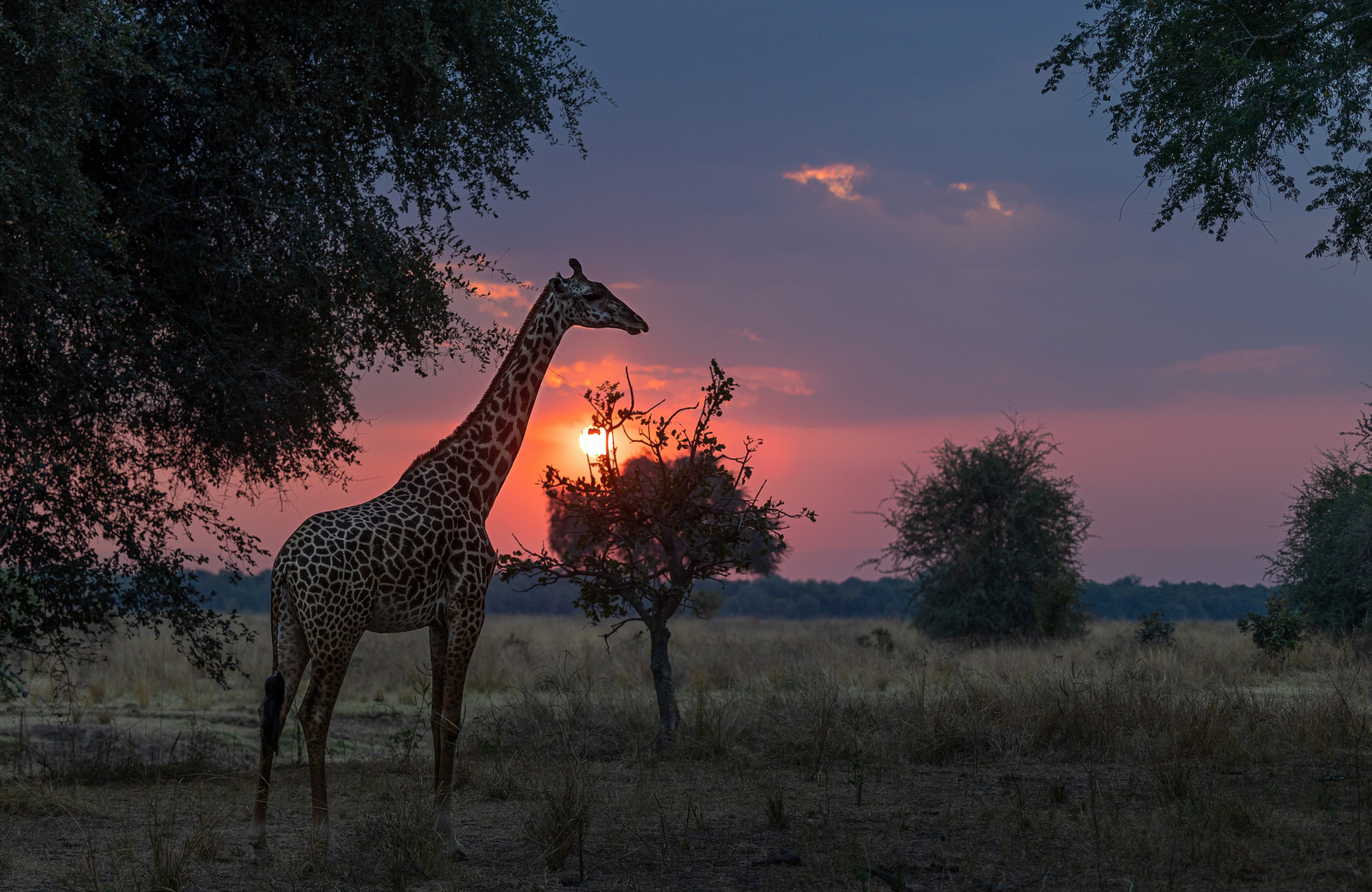 Sungani Lodge Sungani Lodge: Giraffe