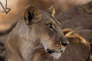 Sungani Lodge Sungani Lodge: Löwenportrait