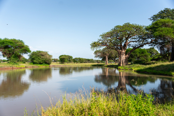 Tarangire Safari Lodge: Am Rand der Sümpfe
