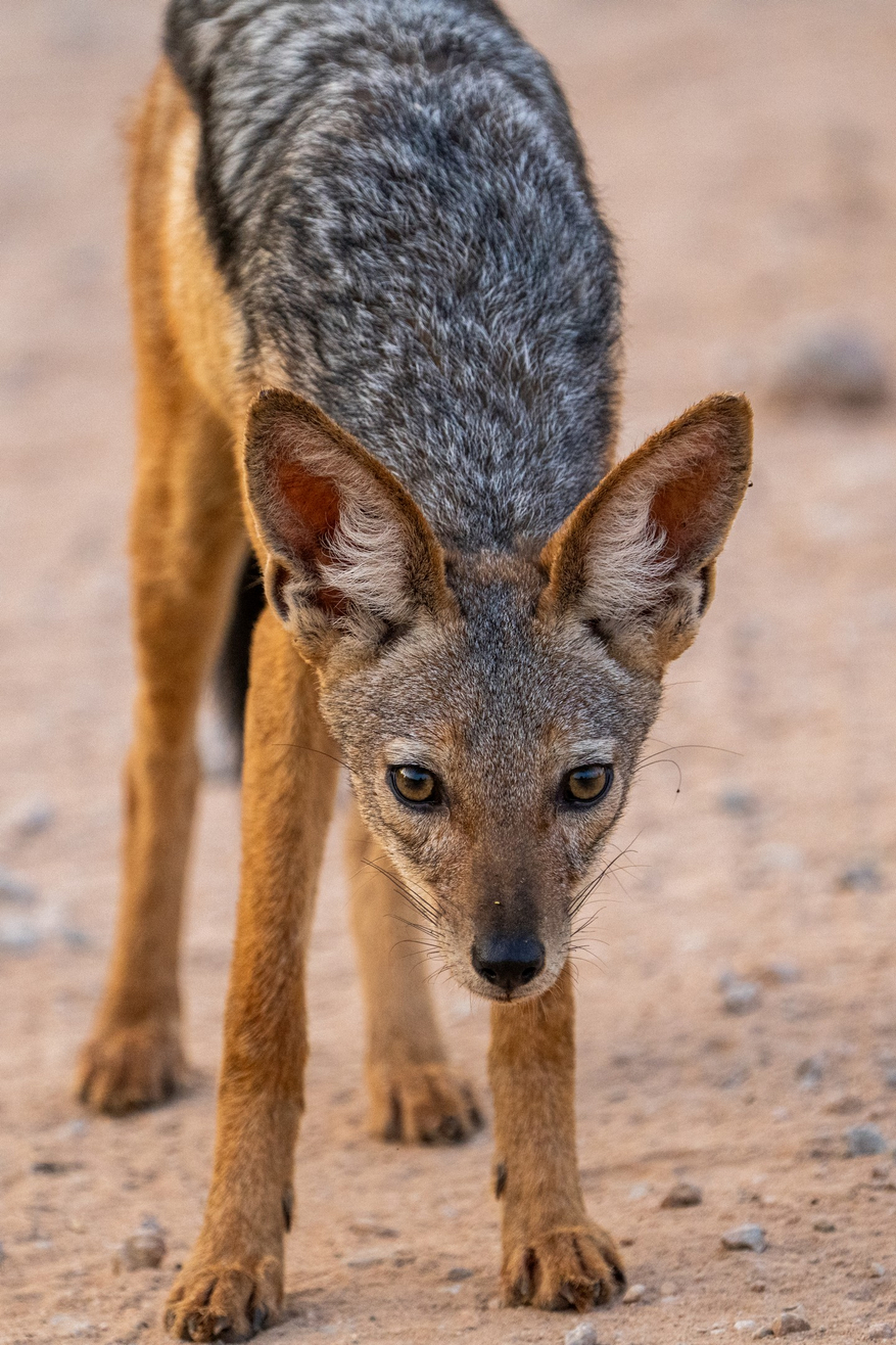 Tarangire Safari Lodge