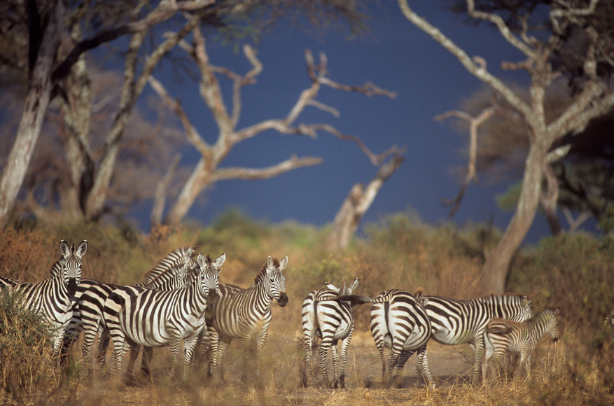 Tarangire Safari Lodge