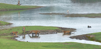 The Bison Resort: Badende Tiger