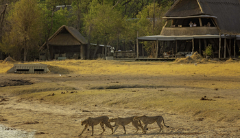 The Hide: Geparden vor dem Camp