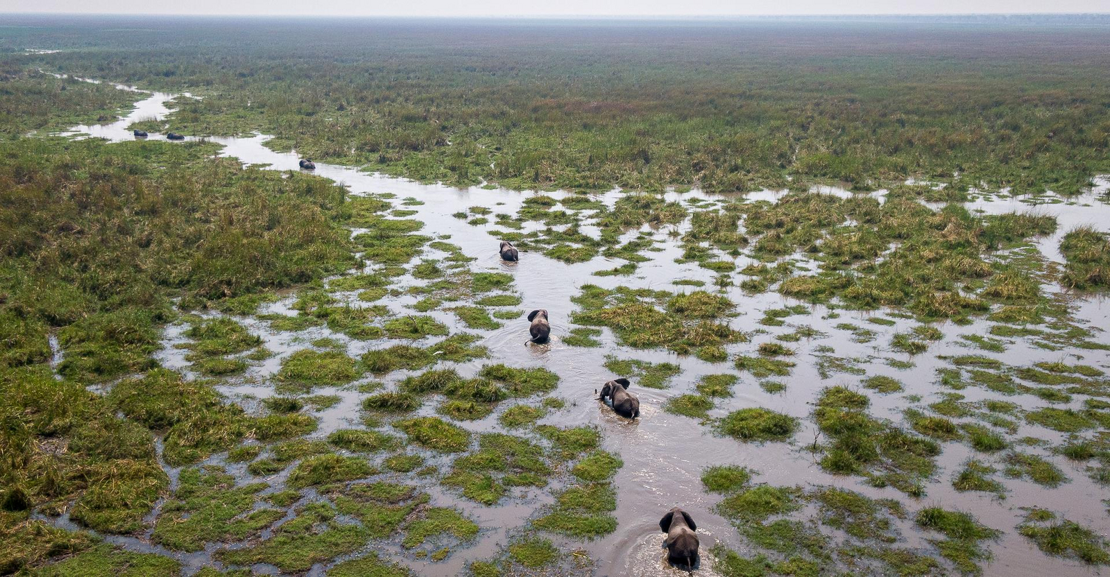 Wilderness Mokete Camp: Elefanten im Mababe-Sumpf