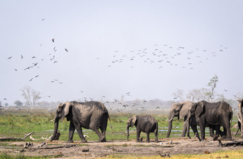 Mokete Camp: Elefantenfamilie