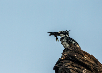Zarafa Camp: Pied Kingfisher