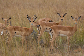 Anantara Tented Camp Kafue River: Mehrere Impalas im morgendlichen Grasland