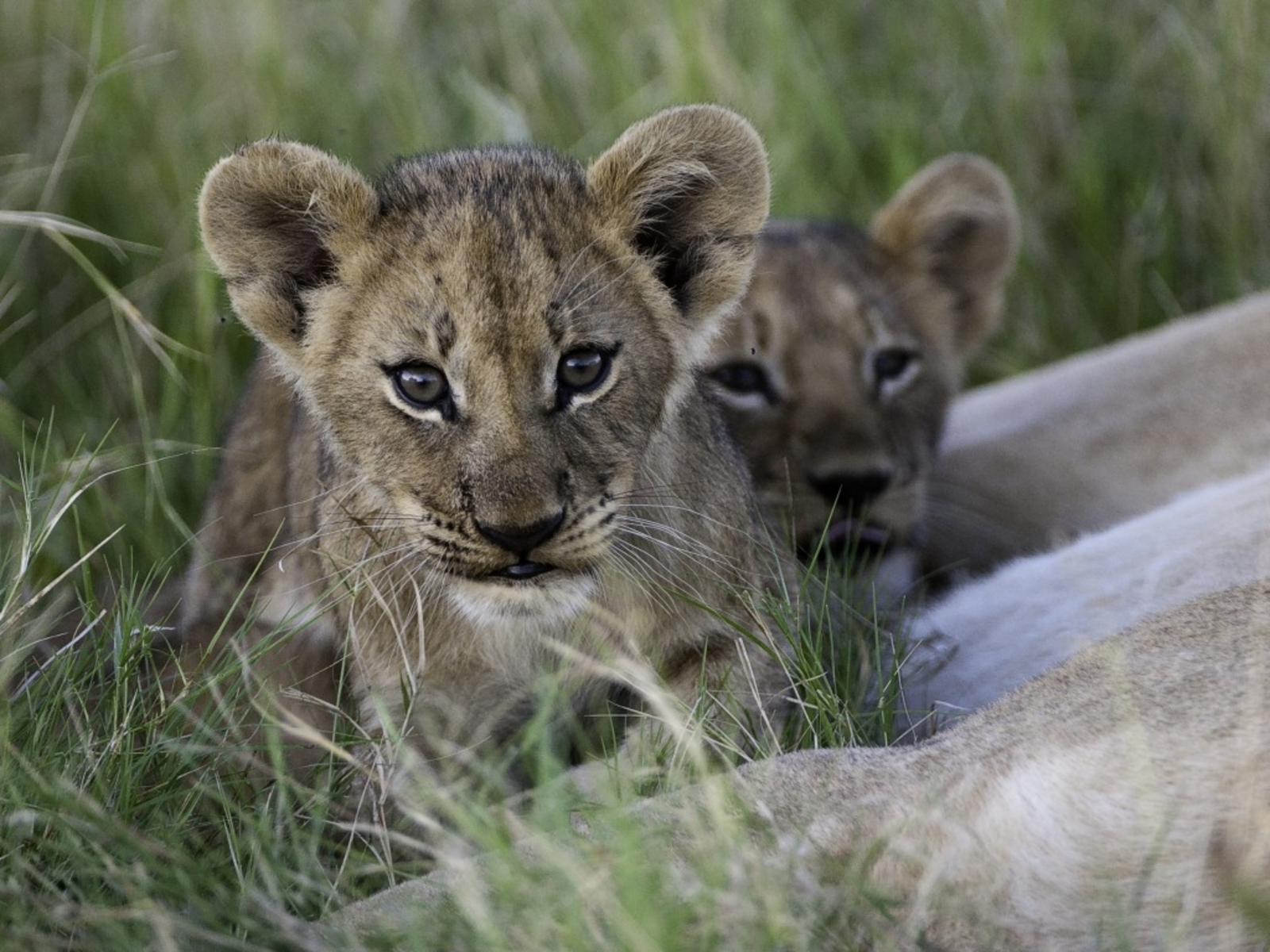 Little Mombo Camp Little Mombo Camp: Löwenbabies