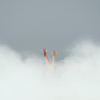 Bagatelle Kalahari Game Ranch: Schwebende Giraffenköpfe