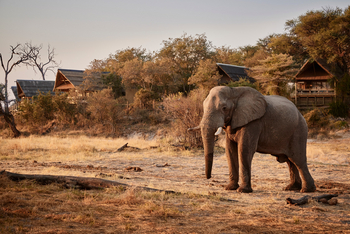Belmond Savute Elephant Lodge Belmond Savute Elephant Lodge: Elefant vor Chalets