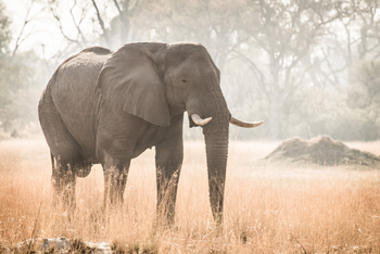 Chief's Island: Elefant