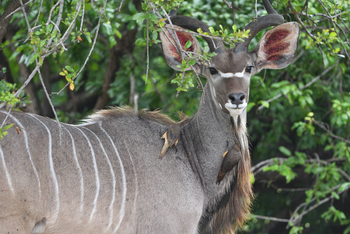 Chilo Ivory Trail Adventure: Kudu-Bulle