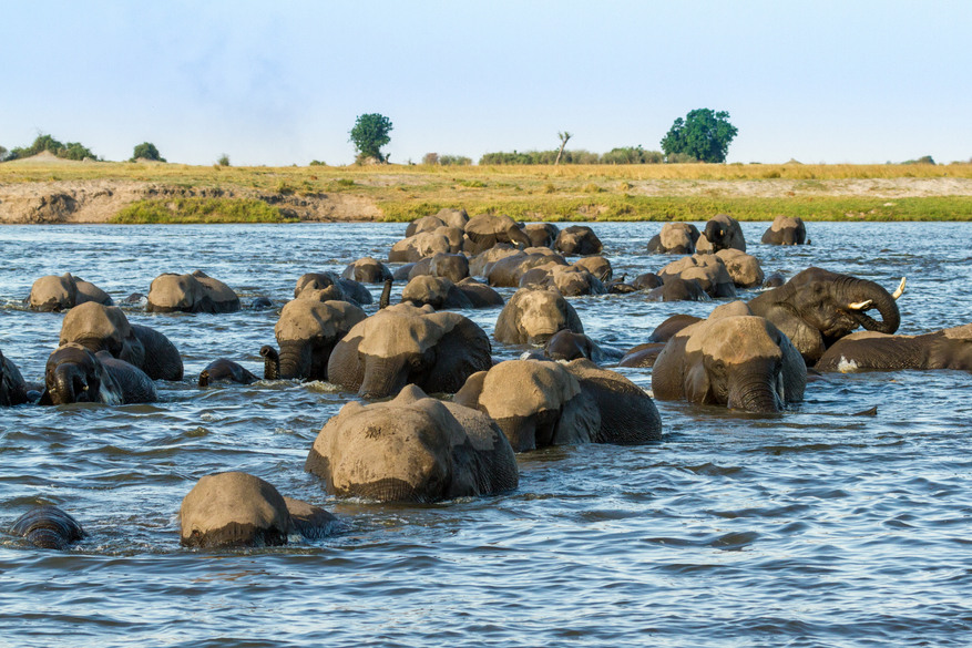 Chobe Game Lodge