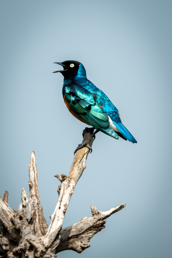 Cottar's 1920s Safari Camp: Superb Starling