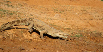 Denwa Backwater Escape: Sumpfkrokodil