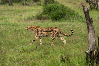 Elewana Serengeti Migration Camp: Gepard