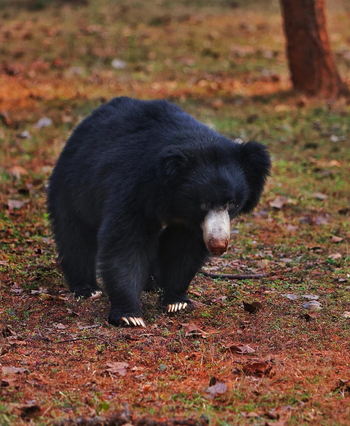 Emerald Tiger Retreat: Lippenbär