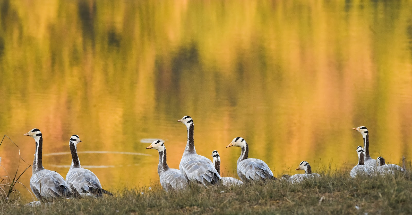 Forsyth Lodge Forsyth Lodge: Bar-headed Geese